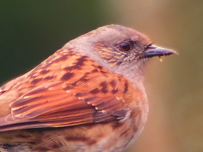 Pardal bardissa, acentor común (Prunella modularis)