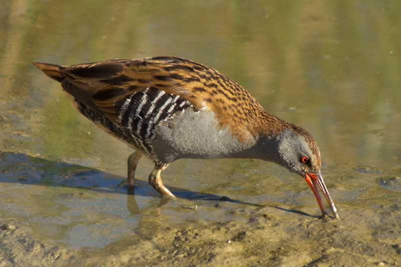 Rascló (Rallus aquaticus)