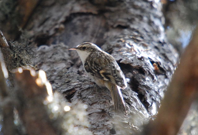 Raspinell Pirinenc (Certhia familiaris)