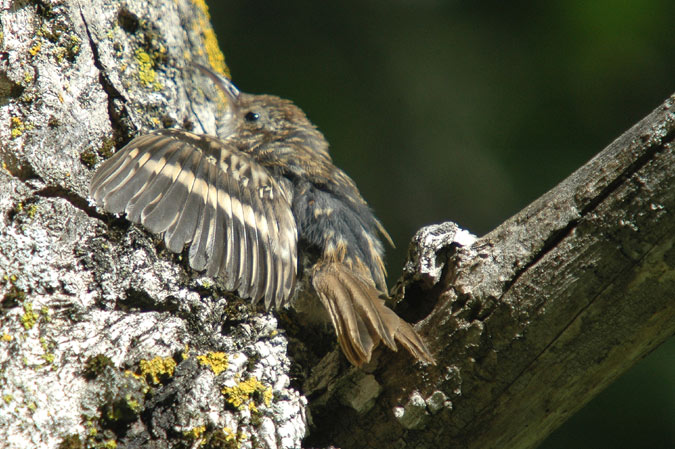 raspinell pirinenc (certhia familiaris)