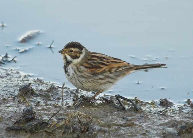 Repicatalons (Emberiza schoeniclus)