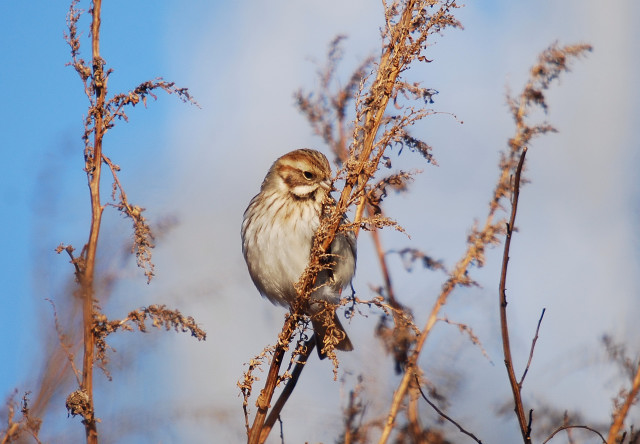 Repicatalons (Emberiza schoeniclus)