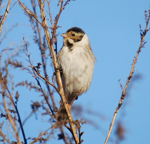 Repicatalons (Emberiza schoeniclus)