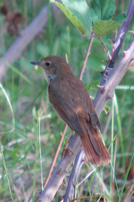 rossinyol (luscinia megarhynchos)