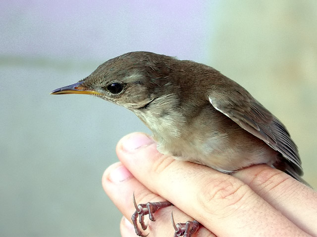 Boscarla de canyar, carricero común (Acrocephalus scirpaceus)