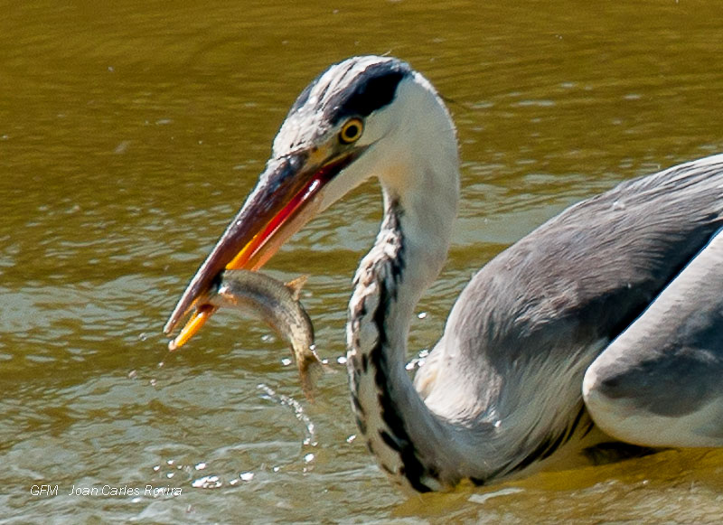 Bernat pescaire menjant