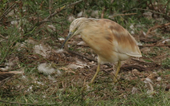 Garcilla cangrejera (Ardeola ralloides)