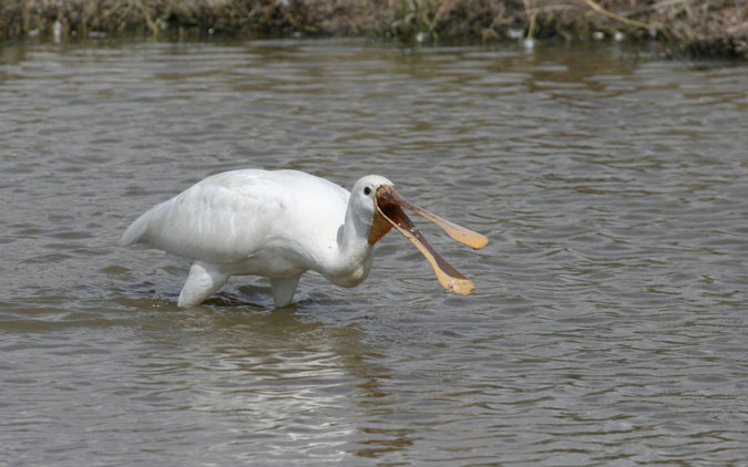 Espátula (platalea leucorodia)