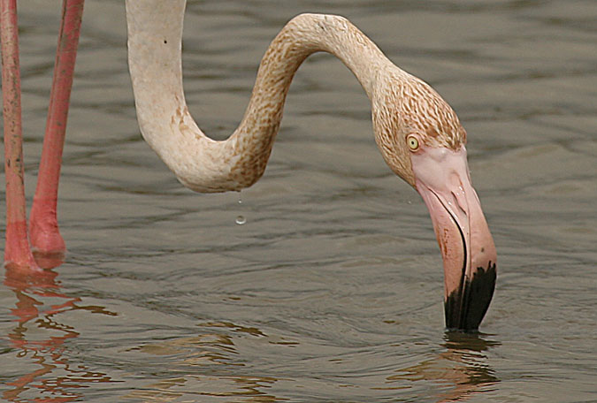 Flamenco, Flamenc, (Phoenicopterus roseus)