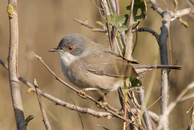 tallarol capnegre femella (Sylvia melanocephala)