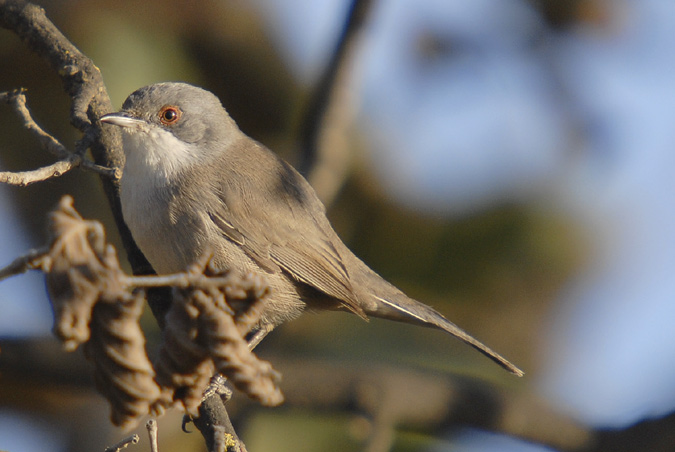 tallarol capnegre femella (Sylvia melanocephala)