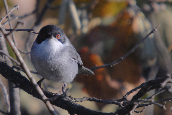 tallarol capnegre mascle (Sylvia melanocephala)