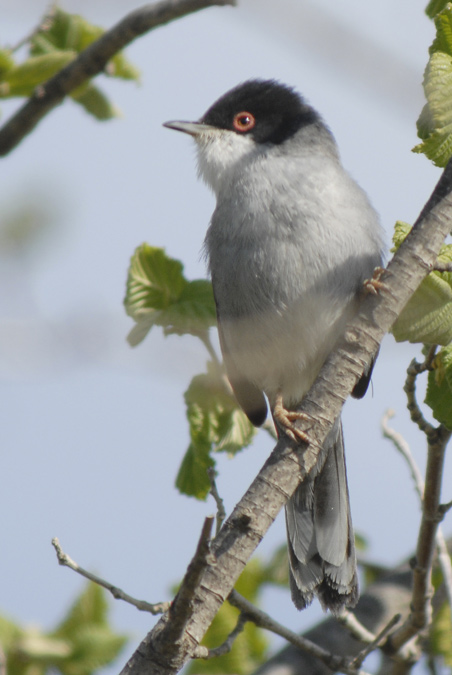 tallarol capnegre mascle (Sylvia melanocephala)