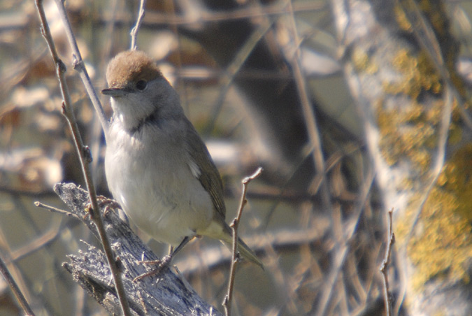 tallarol de casquet femella (Sylvia atricapilla)