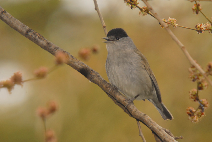 tallarol de casquet mascle (Sylvia atricapilla)