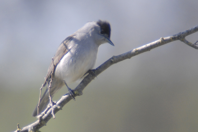 tallarol de casquet mascle (Sylvia atricapilla)