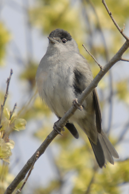 tallarol de casquet mascle (Sylvia atricapilla)