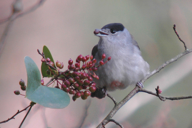 tallarol de casquet mascle (Sylvia atricapilla)