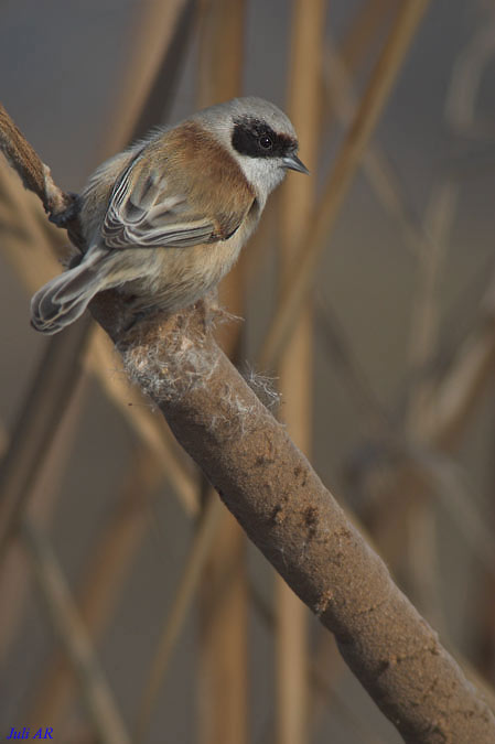 Teixidor   (Pájaro moscón)