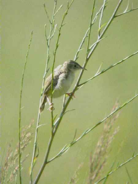 Trist, buitrón (Cisticola juncidis)