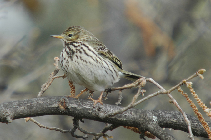 titella (anthus trivialis)?