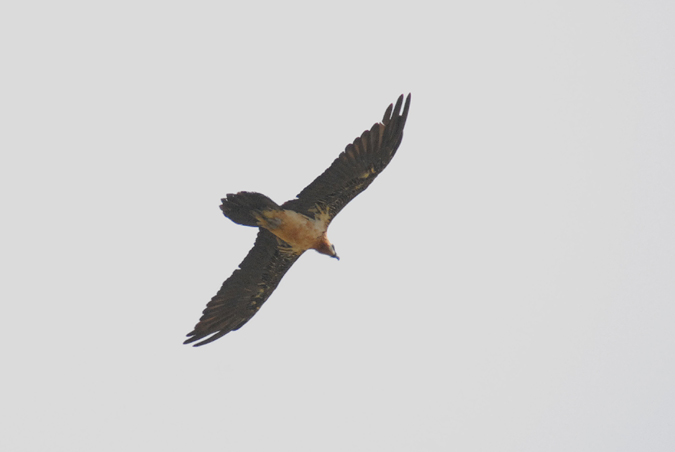 trencalós, quebrantahuesos (Gypaetus barbatus)