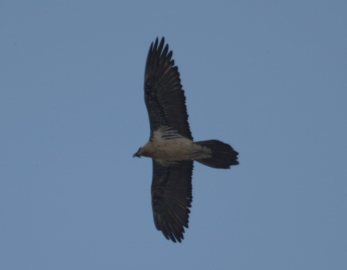 Trencalòs (Gypaetus barbatus)