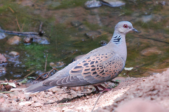 tórtora (streptopelia turtur)