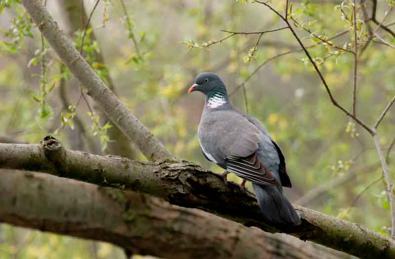 Tudó (Columba palumbus)