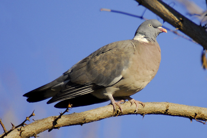 tudó (Columba palumbus)