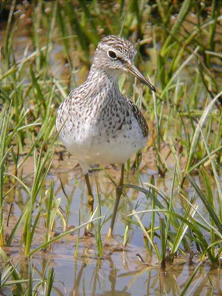 Valona (Tringa glareola)