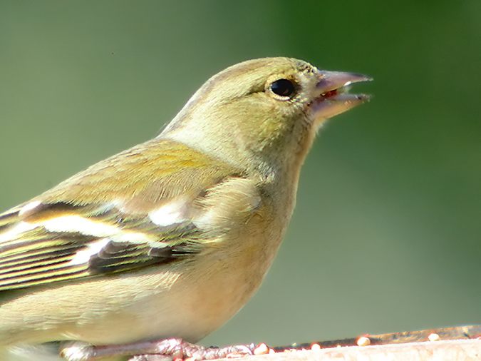 Pinsà femella, pinzón (Fringilla coelebs)