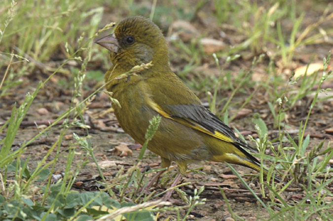 Verderol comú o verdum (Carduelis chloris)