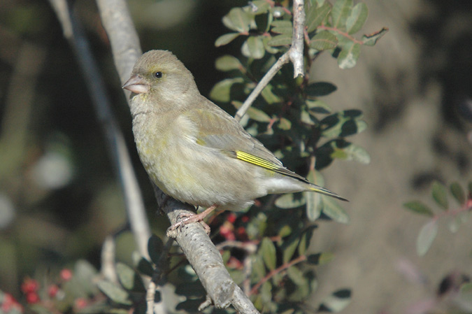 verdum (carduelis chloris)