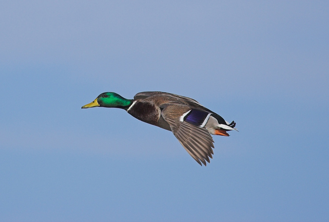 Ànec collverd volant