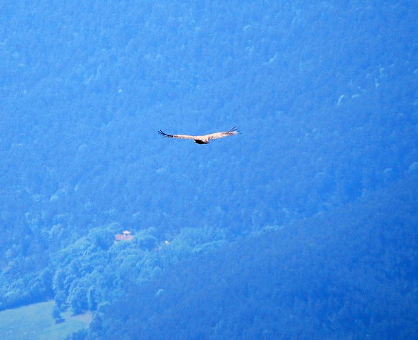 Voltor comú (Gyps fulvus)