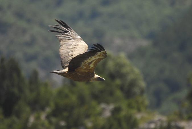 voltor comú (Gyps fulvus)