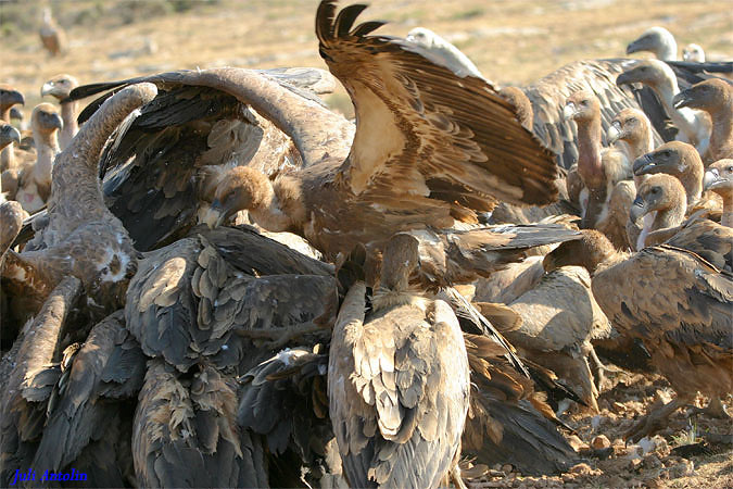 Desde el Paraiso VI - Voltor comú - Buitre leonado o común (Gyps fulvus)