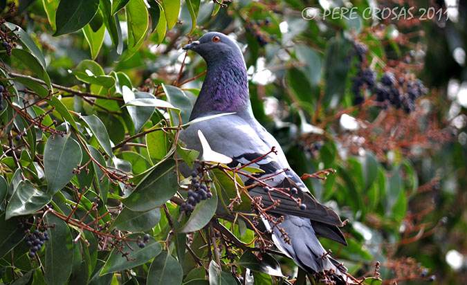 Colom Bravia (Columba Livia)