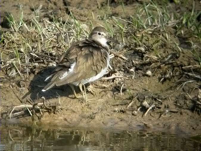 Xivitona,Andarríos chico, Common Sandpiper, Maçarico-das-rochas (Actitis hypoleucos)