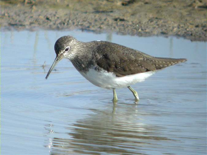 Xivita, andarríos grande, green sandpiper, pássaro-bique-bique (Tringa ochropus)