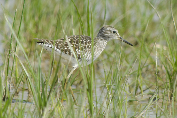 valona (Tringa glareola)