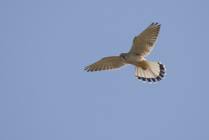 xoriguer comú mascle (Falco tinnunculus)