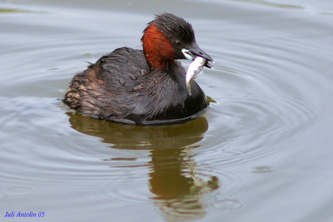 Cabusset (Podiceps ruficollis)