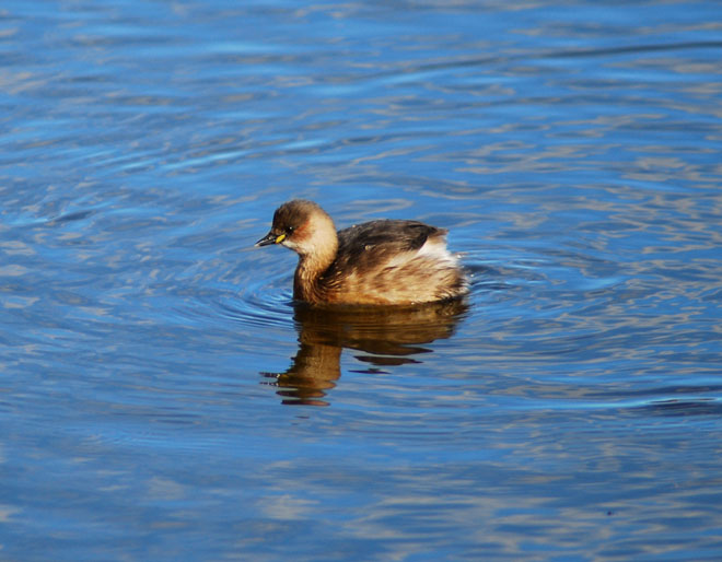 Zampullin  ( tachybaptus ruficollis )