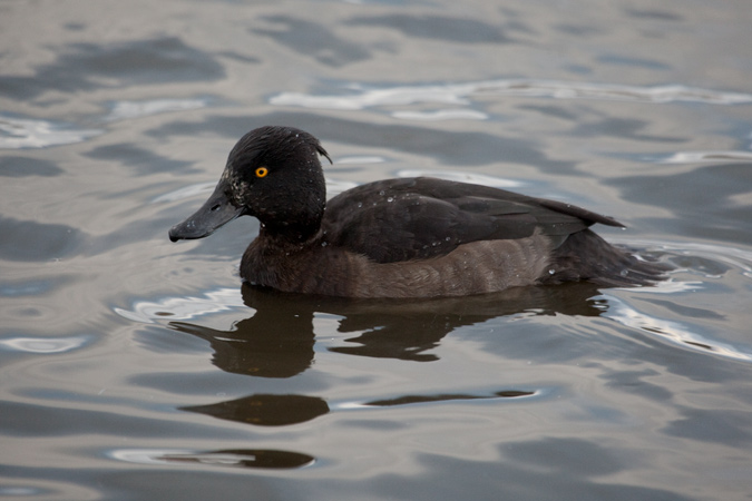 Tufted Duck.(Aythya fuligula)