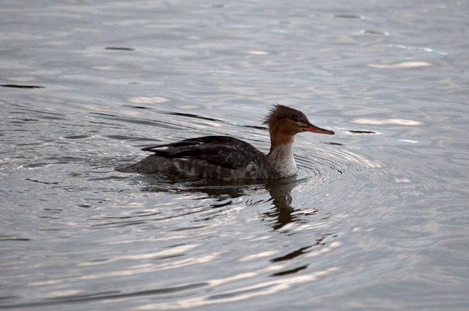 Red-breasted ( Mergus serrator)