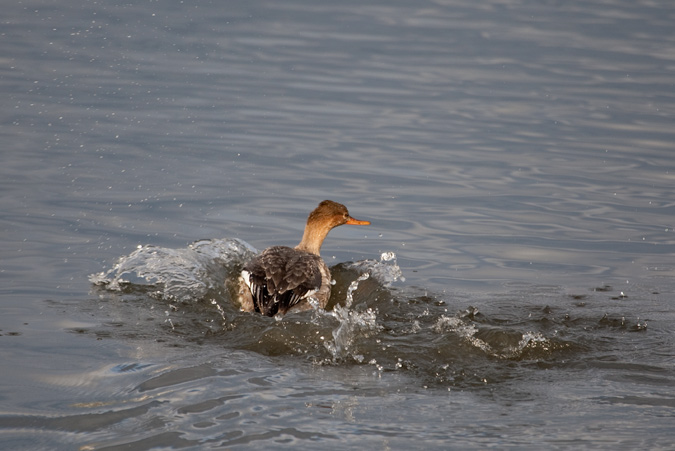 Red-breasted ( Mergus serrator)