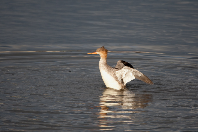 Red-breasted ( Mergus serrator)