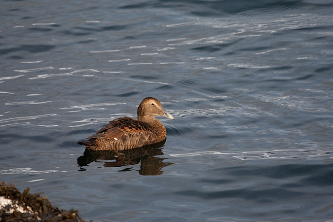 Eider (Somateria mollissima)